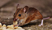 pest-prevention-and-exclusion-services Experts in Durand